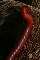 Close up of a millipede on a branch