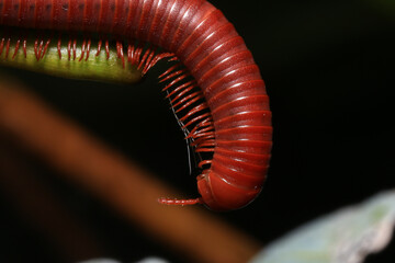 Close up of a millipede on a branch