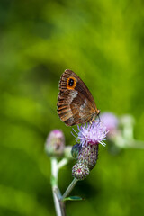 Obraz premium Mohrenfalter