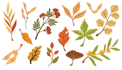 Obraz premium Autumn foliage hand drawn vector illustrations set. Different trees dried leafage and berries isolated on white background. Fall season forest flora. Maple, oak, rowan and chestnut leaves composition.