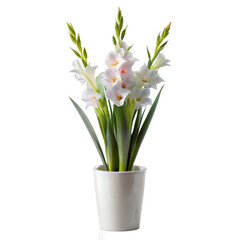 Obraz premium 3d rendering style, Gladiolus flowers in a minimalist style white pot is tall isolated solid stark transparent background