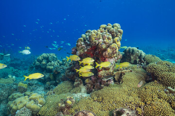 Seascape with fish, coral, and sponge in the Caribbean Sea