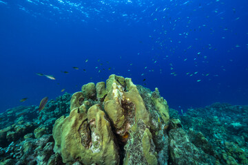 Seascape with fish, coral, and sponge in the Caribbean Sea