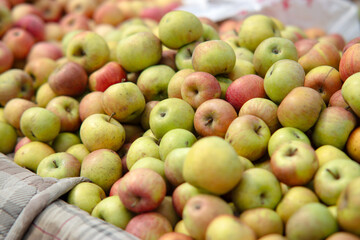 Fresh red and green apples