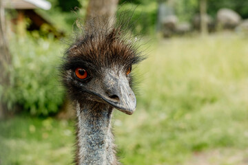 Close-up portrait of a cute and funny emu with a long fluffy neck.