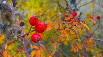 closeup briar bush with red ripen berries