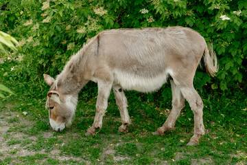 The donkey eats green grass in the summer on a farm plot. Full length photo