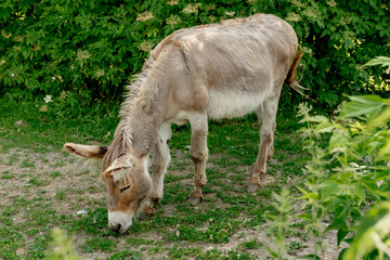 The donkey eats green grass in the summer on a farm plot. Full length photo