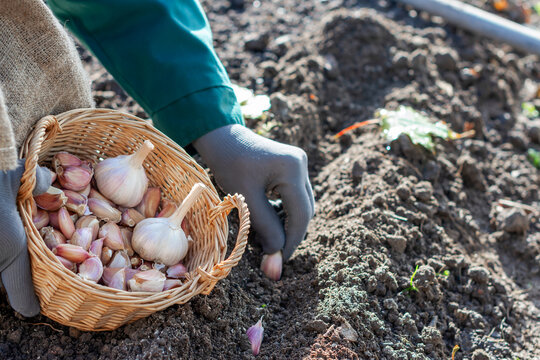 Cloves of garlic in wicker basket in worker&rsquo;s hands, worker is planting cloves of garlic in ground in autumn time, preparing for growing homegrown garlic