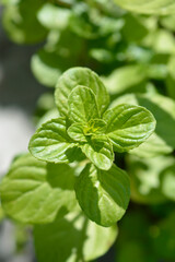 False apple mint leaves