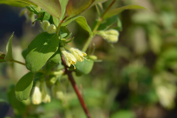 Honeyberry Aurora flowers