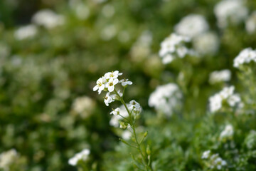 Chamois cress flowers