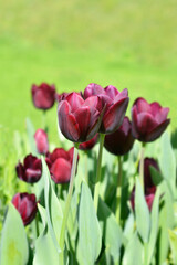 Obraz premium Tulip Ronaldo flowers