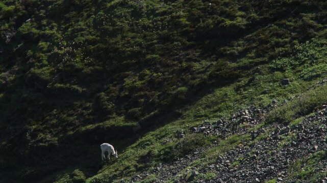 Thinhorn Sheep Lamb Feeding On Pasture At Sheep Mountain In Kluane National Park, Yukon, Canada. high angle shot