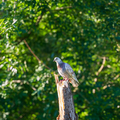 Bird on a tree. A bird sitting on a stump in the forest. A pigeon sitting on a broken tree trunk