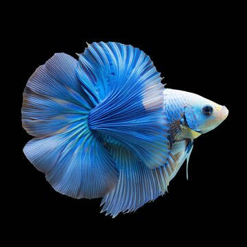 blue exotic fish on isolated background