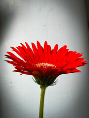 Gerbera with fresh red petal and little yellow pollens.