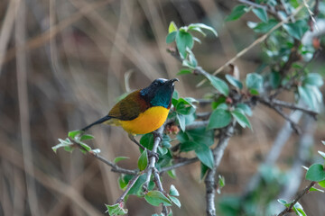 green-tailed sunbird or Aethopyga nipalensis in Munsyari in Uttarakhand, India