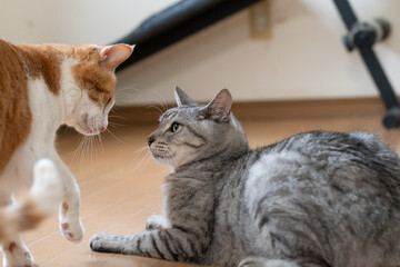 にらみ合う二匹の猫