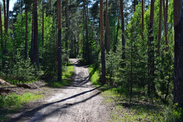 a dirt road is surrounded by pine trees in the forest with sunlight