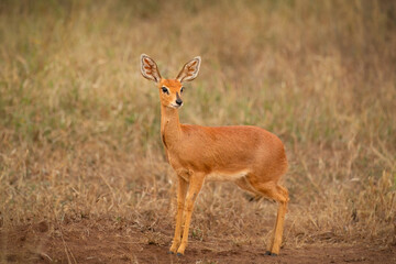 A cute steenbok, a small antelope with very pretty ears, looks around carefully and alertly for possible danger in its grassland habitat in the Kruger National Park in South Africa.