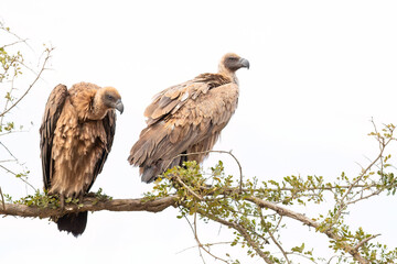Two white backed vultures, birds that have to scavenge as they can't kill their own food, sit in a tree and look around for food in this high key photo taken in a game reserve in South Africa.