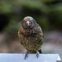 Kea, famous new zealand native bird