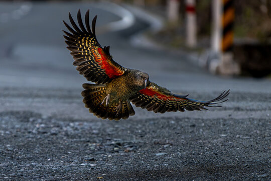 Kea, famous new zealand native bird