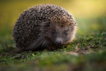 A beautiful hedgehog on a cool autumn morning