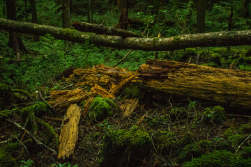 Nature, forest, plants, Japan, Mt. Fuji, Jukai Forest natural photography
자연,산림,식물,일본,후지산,쥬카이숲 자연촬영