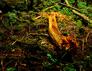 Nature, forest, plants, Japan, Mt. Fuji, Jukai Forest natural photography
자연,산림,식물,일본,후지산,쥬카이숲 자연촬영