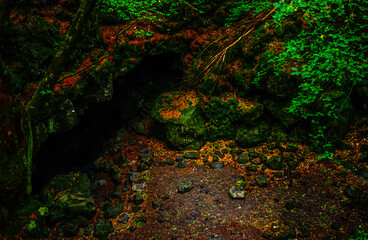 Nature, forest, plants, Japan, Mt. Fuji, Jukai Forest natural photography
자연,산림,식물,일본,후지산,쥬카이숲 자연촬영