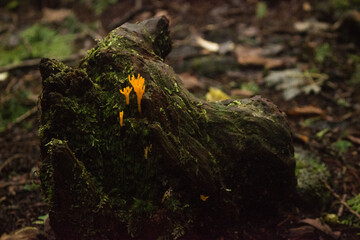 Nature, forest, plants, Japan, Mt. Fuji, Jukai Forest natural photography
자연,산림,식물,일본,후지산,쥬카이숲 자연촬영