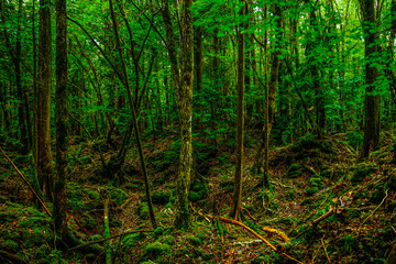 Nature, forest, plants, Japan, Mt. Fuji, Jukai Forest natural photography
자연,산림,식물,일본,후지산,쥬카이숲 자연촬영
