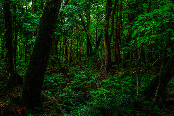 Nature, forest, plants, Japan, Mt. Fuji, Jukai Forest natural photography
자연,산림,식물,일본,후지산,쥬카이숲 자연촬영