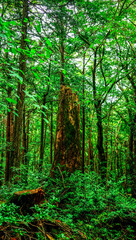 Obraz premium Nature, forest, plants, Japan, Mt. Fuji, Jukai Forest natural photography 자연,산림,식물,일본,후지산,쥬카이숲 자연촬영