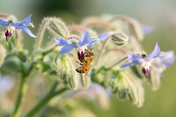Western honey bee (Apis mellifera) collects nectar on a borage blossom (Borago officinalis). © Amalia Gruber