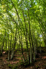 Yenipazar lake in bilecik Turkey in the morning natural beauty