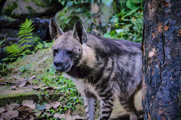 A hyna roaming freely inside a zoo