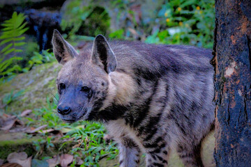 Fototapeta premium A hyna roaming freely inside a zoo