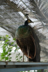 クジャクは、一般に孔雀（peafowl）として知られる種のオスで、キジ科（Phasianidae）に属しています。クジャクには主に三つの種があり、それぞれインディアン・クジャク（Indian Peafowl）、グリーン・クジャク（Green Peafowl）、およびジャワ・クジャク（Java Peafowl）として知られています。