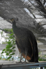 A peacock is the male of the species commonly known as peafowl, which are part of the pheasant family, Phasianidae. There are three species of peafowl: the Indian Peafowl, the Green Peafowl|孔雀