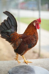 A rooster, also known as a cockerel or cock, is the mature male of the chicken species (Gallus gallus domesticus). |公雞