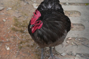 The Australian Black Chicken, also known as the Australian Black or Australian Black Bantam, is a unique and relatively rare breed of chicken native to Australia. |澳洲黑雞