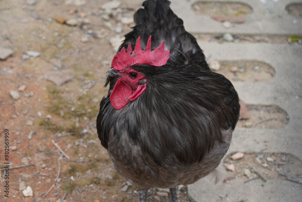 Wall mural The Australian Black Chicken, also known as the Australian Black or Australian Black Bantam, is a unique and relatively rare breed of chicken native to Australia. |澳洲黑雞