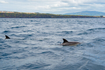 Obraz premium Wild dolphin swimming at the surface of the Atlantic ocean near São Miguel Island, Azores, Portugal. Short beaked common dolphins (Delphinus delphis)