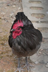 The Australian Black Chicken, also known as the Australian Black or Australian Black Bantam, is a unique and relatively rare breed of chicken native to Australia. |澳洲黑雞