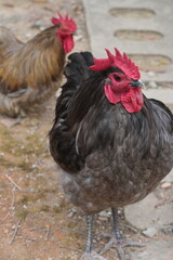 オーストラリアン・ブラック・チキン（Australian Black Chicken）、またはオーストラリアン・ブラックやオーストラリアン・ブラック・バンタムとしても知られるこの鶏は、オーストラリアに自生するユニークで比較的珍しい品種です。