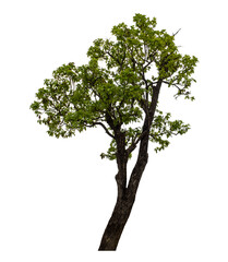 Obraz premium Green tree isolated on transparent background with clipping path and alpha channel.