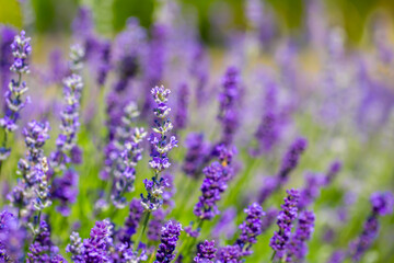 Spring lavender flowers under sunlight. Lilac flowers close up. Beautiful landscape of nature with a panoramic view. Hi spring. long banner
